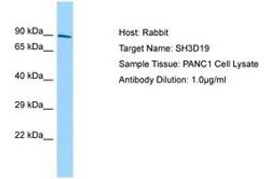 Image no. 1 for anti-SH3 Domain Containing 19 (SH3D19) (AA 610-659) antibody (ABIN6750137) (SH3D19 antibody  (AA 610-659))