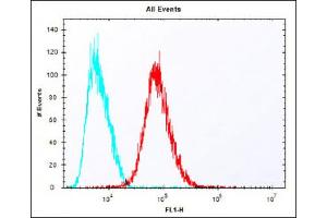 Overlay histogram showing HepG2 cells stained with (ABIN651536 and ABIN2840285) (red line). (IDUA antibody  (AA 236-264))