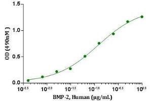 BMP-2, Human induced alkaline phosphatase production in ATDC-5 cells. (BMP2 Protein (AA 283-396))