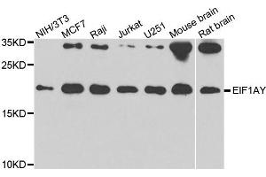 Western blot analysis of extracts of various cell lines, using EIF1AY antibody.