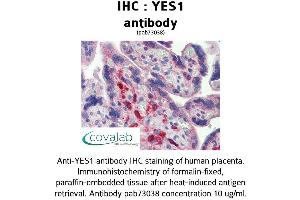 Image no. 2 for anti-V-Yes-1 Yamaguchi Sarcoma Viral Oncogene Homolog 1 (YES1) (AA 284-541) antibody (ABIN1740886) (YES1 antibody  (AA 284-541))