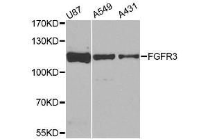 Western blot analysis of extracts of various cell lines, using FGFR3 antibody. (FGFR3 antibody  (AA 39-138))