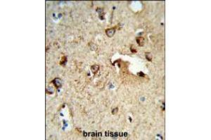 Formalin-fixed and paraffin-embedded human brain tissue reacted with TSPAN1 Antibody , which was peroxidase-conjugated to the secondary antibody, followed by DAB staining. (TSPAN1 antibody  (AA 140-167))