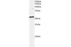 Image no. 1 for anti-ADP-Ribosylation Factor GTPase Activating Protein 3 (ARFGAP3) (AA 504-516) antibody (ABIN291233) (ARFGAP3 antibody  (AA 504-516))
