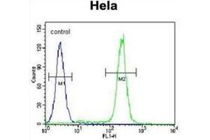 Flow cytometric analysis of Hela cells using JHDM2b Antibody (C-term) Cat. (KDM3B antibody  (C-Term))