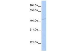 Image no. 1 for anti-gamma-aminobutyric Acid (GABA) A Receptor, alpha 5 (GABRA5) (AA 360-409) antibody (ABIN6740408) (GABRA5 antibody  (AA 360-409))