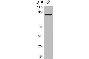 Western Blot analysis of 293 cells using Adducin β Polyclonal Antibody (ADD2 antibody  (Internal Region))