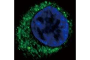 Confocal immunofluorescent analysis of EDNRA Antibody (Center) (ABIN390401 and ABIN2840794) with HepG2 cell followed by Alexa Fluor? (Endothelin-1 Receptor antibody  (AA 125-154))