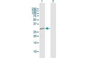Western Blot analysis of PRRX2 expression in transfected 293T cell line by PRRX2 MaxPab polyclonal antibody. (PRRX2 antibody  (AA 1-253))