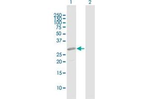 Western Blot analysis of PRRX2 expression in transfected 293T cell line by PRRX2 MaxPab polyclonal antibody. (PRRX2 antibody  (AA 1-253))