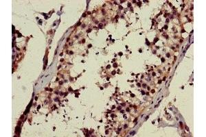 Immunohistochemistry of paraffin-embedded human testis tissue using ABIN7146692 at dilution of 1:100