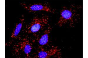 Proximity Ligation Analysis of protein-protein interactions between NUMB and APP. (NUMB antibody  (AA 1-135))