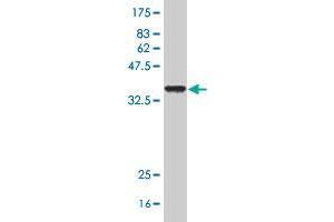 Western Blot detection against Immunogen (35. (SLC6A19 antibody  (AA 326-414))