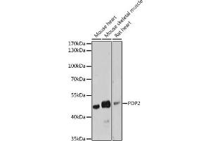 PDP2 anticorps  (AA 67-250)