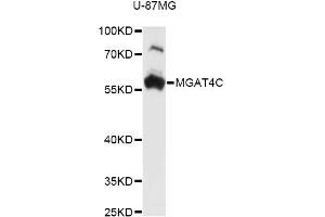 Western blot analysis of extracts of U-87MG cells, using MGAT4C antibody (ABIN6294003) at 1:3000 dilution. (MGAT4C antibody)