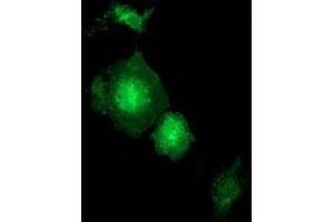 Anti-GBP5 mouse monoclonal antibody (ABIN2454092) immunofluorescent staining of COS7 cells transiently transfected by pCMV6-ENTRY GBP5 (RC206627). (GBP5 antibody)