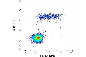 Flow cytometry multicolor surface staining pattern of human lymphocytes using anti-human CD1c (L161) APC antibody (10 μL reagent / 100 μL of peripheral whole blood) and anti-human CD19 (LT19) PE antibody (20 μL reagent / 100 μL of peripheral whole blood) antibody.
