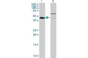 Western Blot analysis of KLF8 expression in transfected 293T cell line by KLF8 monoclonal antibody (M09), clone 2E10.
