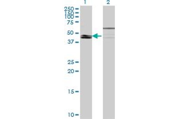 KLF8 Antikörper  (AA 1-98)