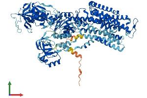 AlphaFold protein structure predicition of Human Recombinant ATP1A3 Protein, UniprotID P13637 (ATP1A3 Protein (AA 1-1013) (His tag))