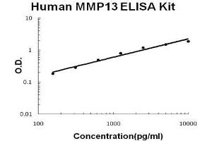 Human MMP13 PicoKine ELISA Kit standard curve (MMP13 ELISA Kit)