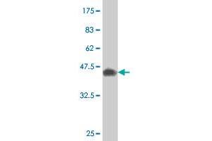 Western Blot detection against Immunogen (36. (CREM antibody  (AA 201-300))