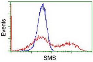 Flow Cytometry (FACS) image for anti-Spermine Synthase, SMS (SMS) antibody (ABIN1501099) (SMS antibody)