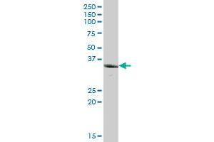 UCHL5 MaxPab polyclonal antibody. (UCHL5 antibody  (AA 1-326))