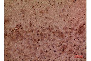 Immunohistochemistry (IHC) analysis of paraffin-embedded Mouse Brain, antibody was diluted at 1:100. (GMFB antibody  (Internal Region))