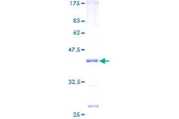 MRPL51 Protein (AA 1-128) (GST tag)