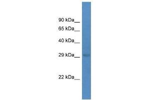 Western Blot showing Eif4e antibody used at a concentration of 1. (EIF4E antibody  (C-Term))