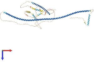 AlphaFold protein structure predicition of Mouse Recombinant Ccdc27 Protein, UniprotID Q3V036 (CCDC27 Protein (AA 1-639) (His tag))