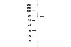 anti-Polymerase (DNA Directed), epsilon 2 (p59 Subunit) (POLE2) (C-Term) antibody