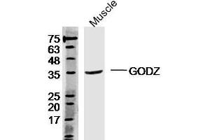 Mouse muscle lysates probed with Rabbit Anti-ZDHHC3 Polyclonal Antibody, Unconjugated  at 1:300 overnight at 4˚C. (ZDHHC3 antibody  (AA 230-327))