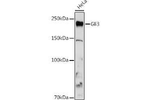 Western blot analysis of extracts of HeLa cells, using Gli3 antibody (ABIN7267385) at 1:1000 dilution. (GLI3 antibody)