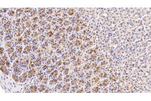 Detection of KNT1 in Rat Stomach Tissue using Monoclonal Antibody to T-Kininogen 1 (KNT1) (T-Kininogen 1 (KNT1) (AA 378-430) antibody)