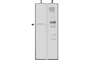 Western Blotting (WB) image for anti-Amylase, alpha 2A (Pancreatic) (AMY2A) (AA 1-492), (N-Term) antibody (ABIN487412) (AMY2A antibody  (N-Term))