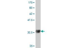 Western Blot detection against Immunogen (32. (SOX12 antibody  (AA 252-313))