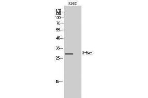 Western Blotting (WB) image for anti-Membrane-Associated Ring Finger (C3HC4) 2, E3 Ubiquitin Protein Ligase (MARCH2) (Internal Region) antibody (ABIN3185458) (MARCH2 antibody  (Internal Region))