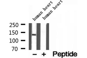 Western blot analysis of extracts of human heart tissue, using Collagen Type VI antibody.