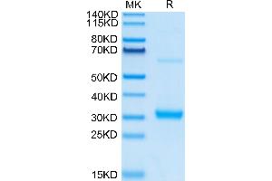 Human CLEC10A on Tris-Bis PAGE under reduced condition. (CLEC10A Protein (AA 61-292) (His tag))