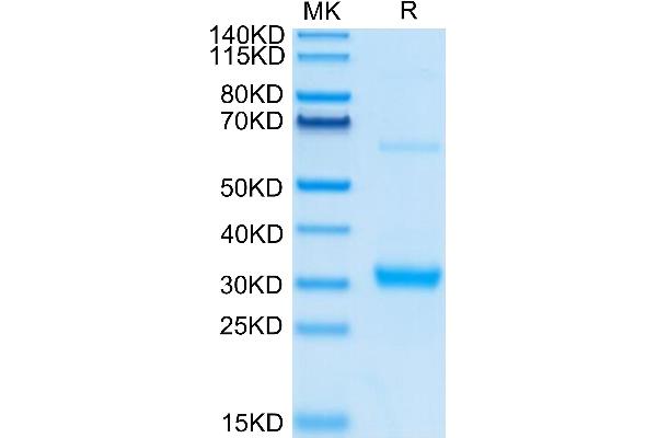 CLEC10A Protein (AA 61-292) (His tag)