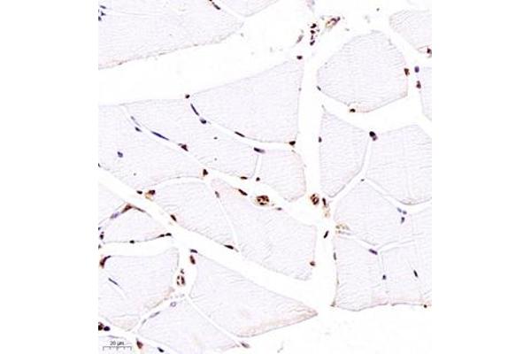 Zinc Finger and SCAN Domain Containing 25 (ZSCAN25) antibody