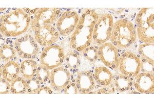 Detection of LMNB1 in Human Kidney Tissue using Anti-Lamin B1 (LMNB1) Monoclonal Antibody (Lamin B1 antibody  (AA 52-233))