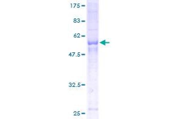 SCAMP2 Protein (AA 1-329) (GST tag)