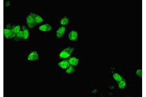 Immunofluorescence (IF) image for anti-Dynein, Light Chain, LC8-Type 1 (DYNLL1) (AA 1-89) antibody (ABIN7150882)