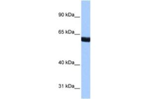 Western Blotting (WB) image for anti-Zinc Finger Protein 350 (ZNF350) antibody (ABIN2461599) (ZNF350 antibody)