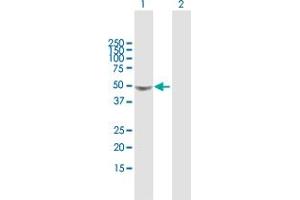 Western Blot analysis of GLA expression in transfected 293T cell line by GLA MaxPab polyclonal antibody. (GLA antibody  (AA 1-429))