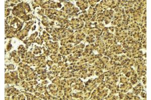 ABIN6274587 at 1/100 staining Mouse pancreas tissue by IHC-P. (Apoptosis Inhibitor 5 antibody  (C-Term))