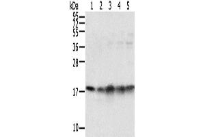 Western Blotting (WB) image for anti-TATA Box Binding Protein Associated Factor 11 (TAF11) antibody (ABIN2424254) (TAF11 antibody)